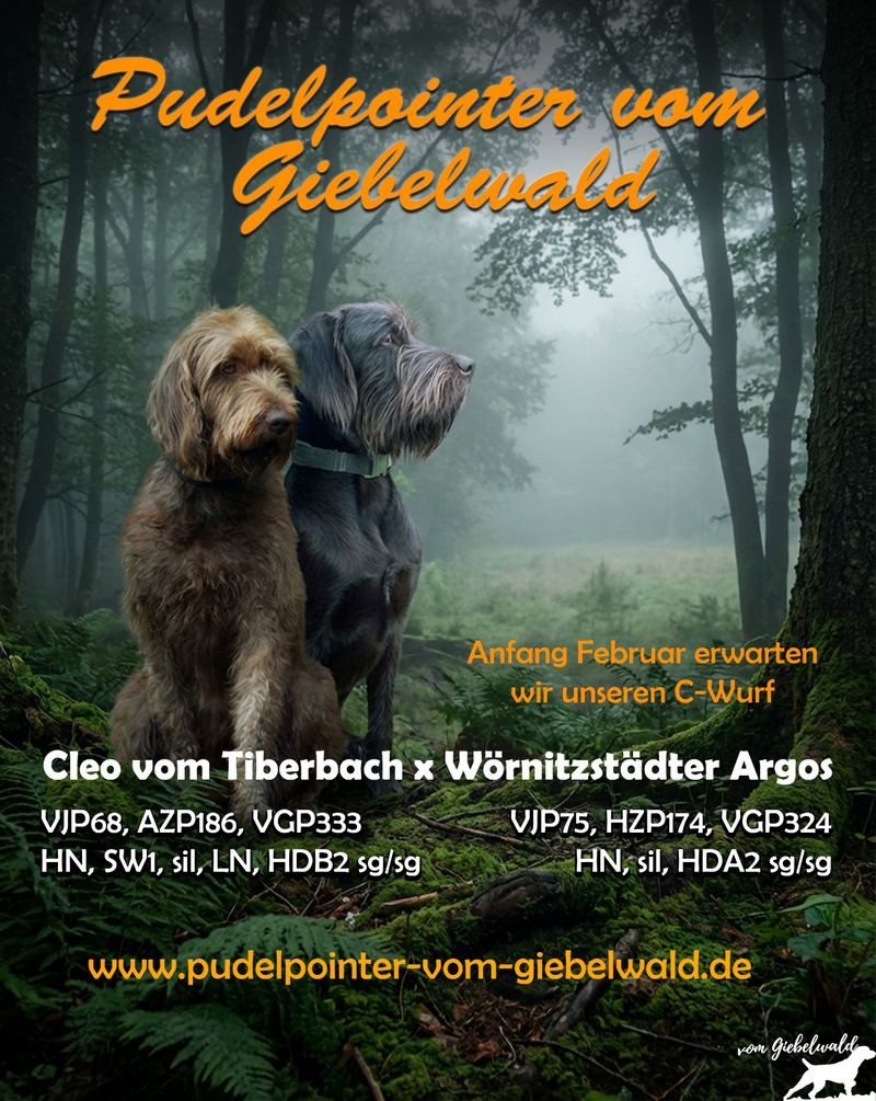 Pudelpointer vom Giebelwald - Anfang Februar erwarten wir unseren C-Wurf Image