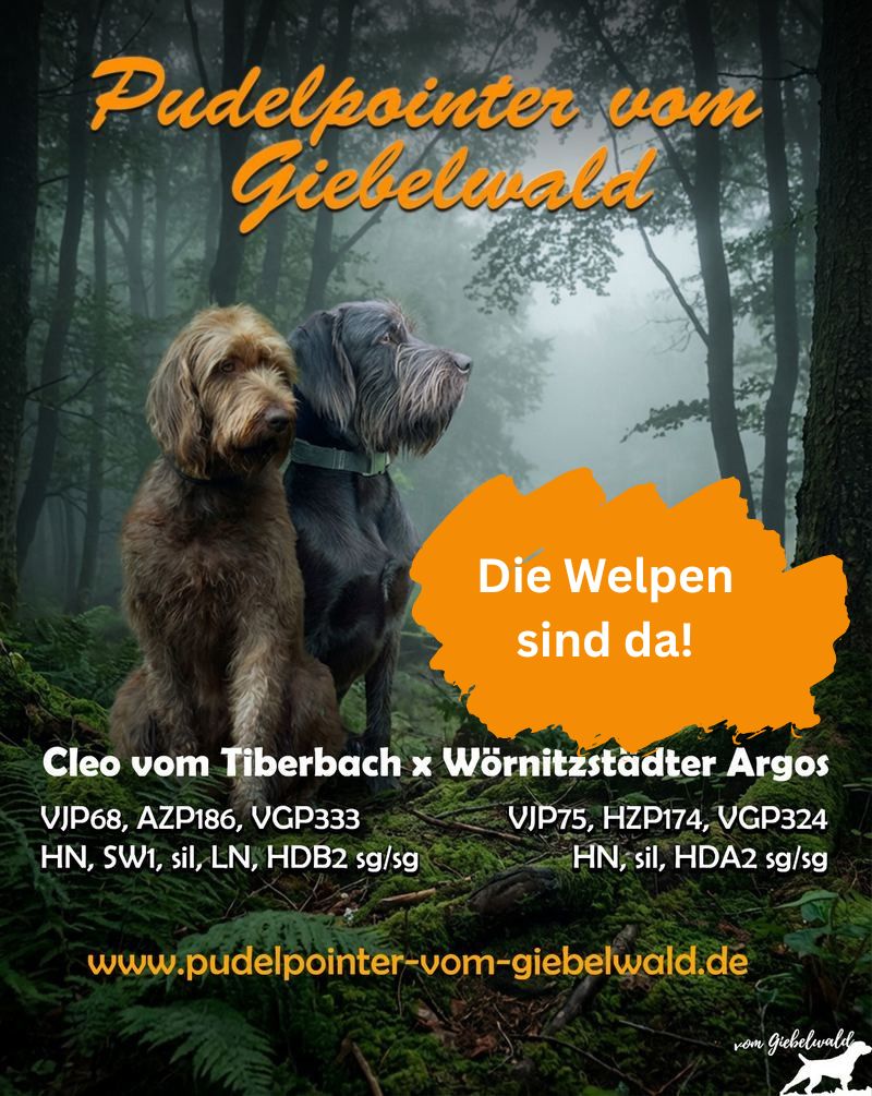 Pudelpointer vom Giebelwald - unser C-Wurf ist da! Image