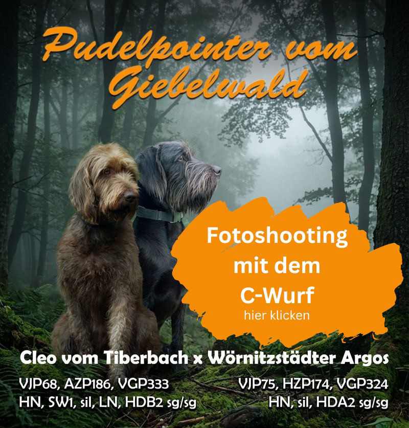 Pudelpointer vom Giebelwald - unser C-Wurf ist da! Image